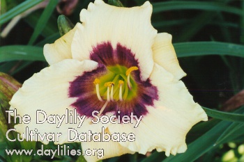 Daylily Siloam Fairy Tale